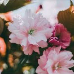 Meet your Posher, Kat